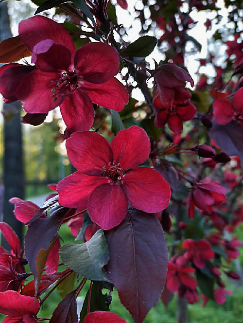 Прогноз погоди в Україні на 28 квітня: вітряно і прохолодно 